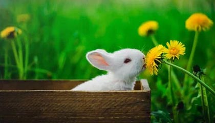 开云体育入口-体育赛事品牌建设创新策略研究，体育赛事品牌建设创新策略研究论文