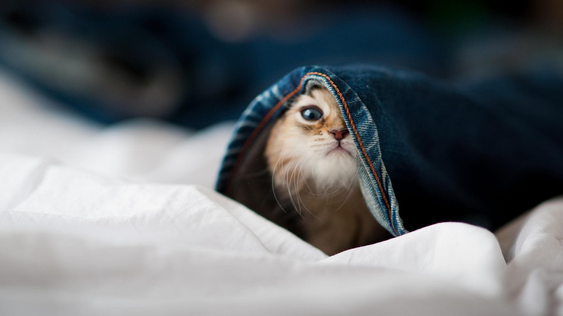 开云体育官网app-主力状态下滑期替补登场替代率变化对比分析，替补才是主力