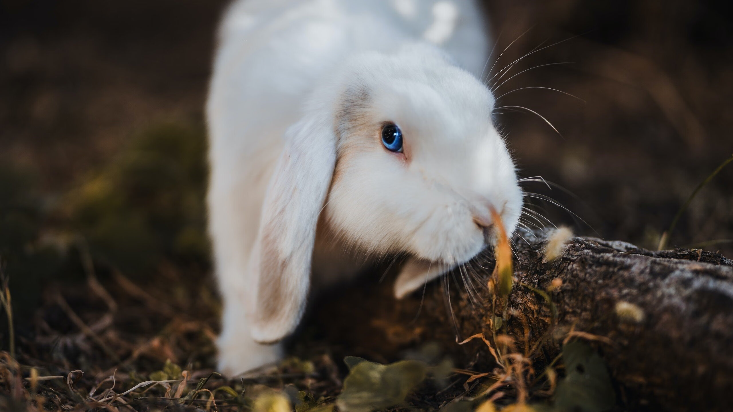 战队比赛服全新升级设计融入城市元素,战队赛标志怎么装备