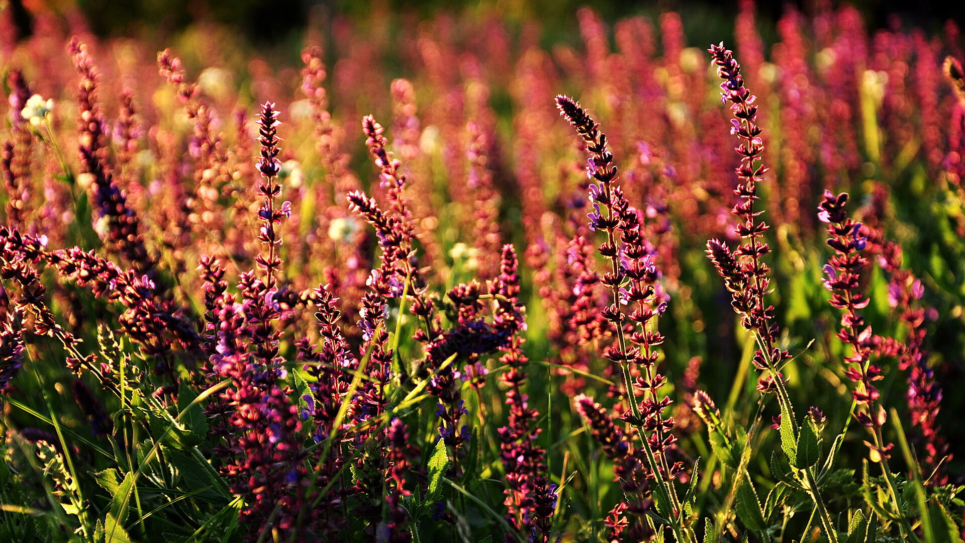开云体育在线入口-世界杯激情高涨：每一次传球都扣人心弦，世界杯片段