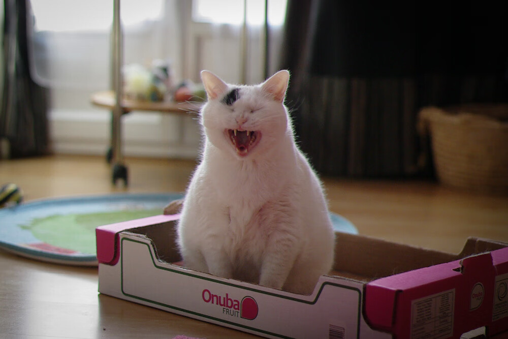 开云体育官网下载-希腊女篮在欧洲锦标赛中勇夺金牌，传统强队再续辉煌，希腊男篮欧锦赛