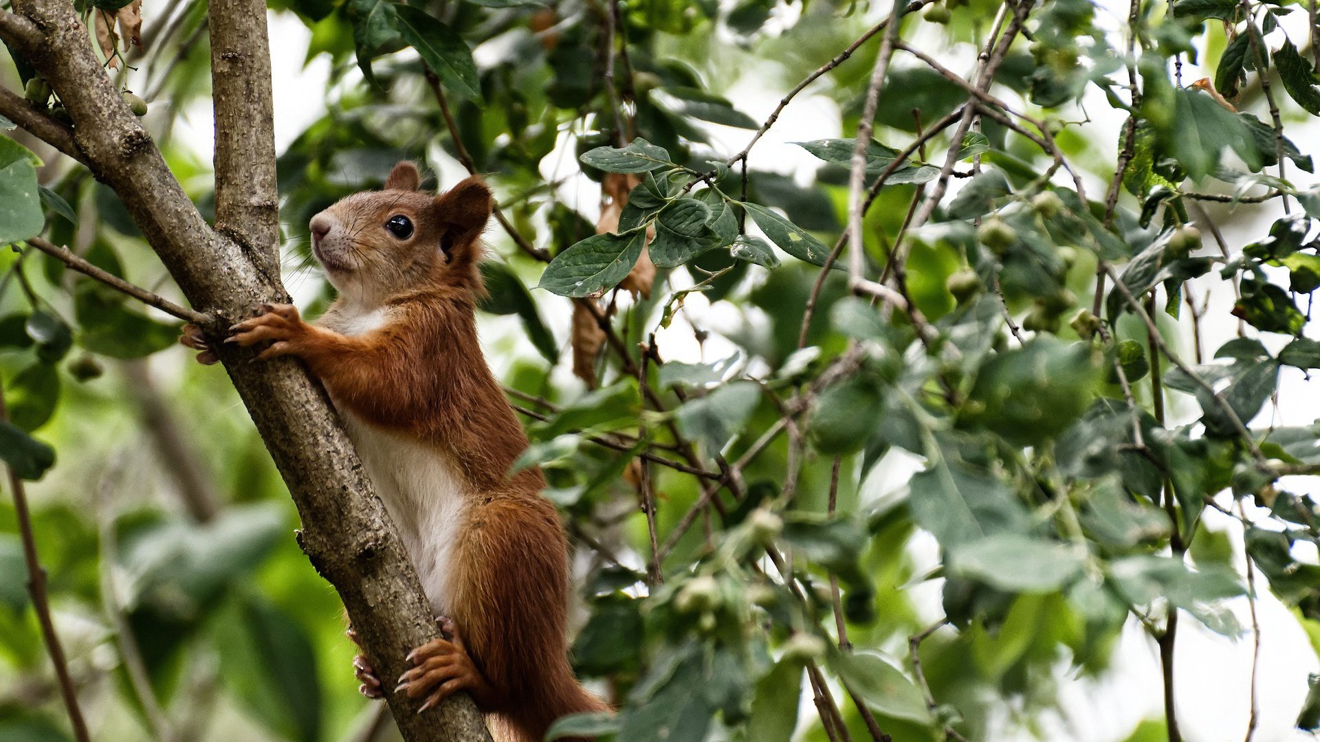 张雨霏全锦赛再添一金,张雨霏比赛结果