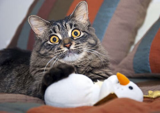 意甲高速突袭:瞬间破门点燃比赛!,意甲高能7秒