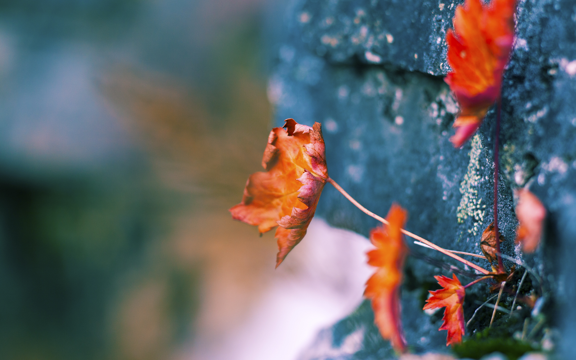 开云体育娱乐-法甲联赛的明星球员影响力，法甲现役十大球星