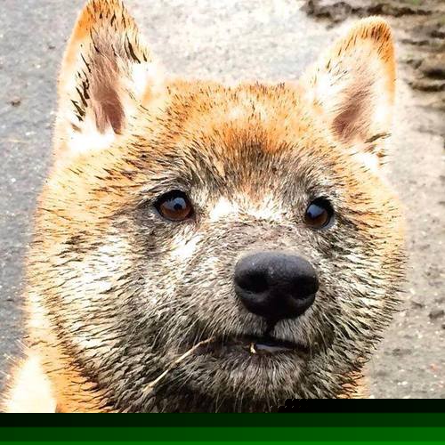 爱尔兰橄榄球青年人才培养计划启动,爱尔兰橄榄球联盟