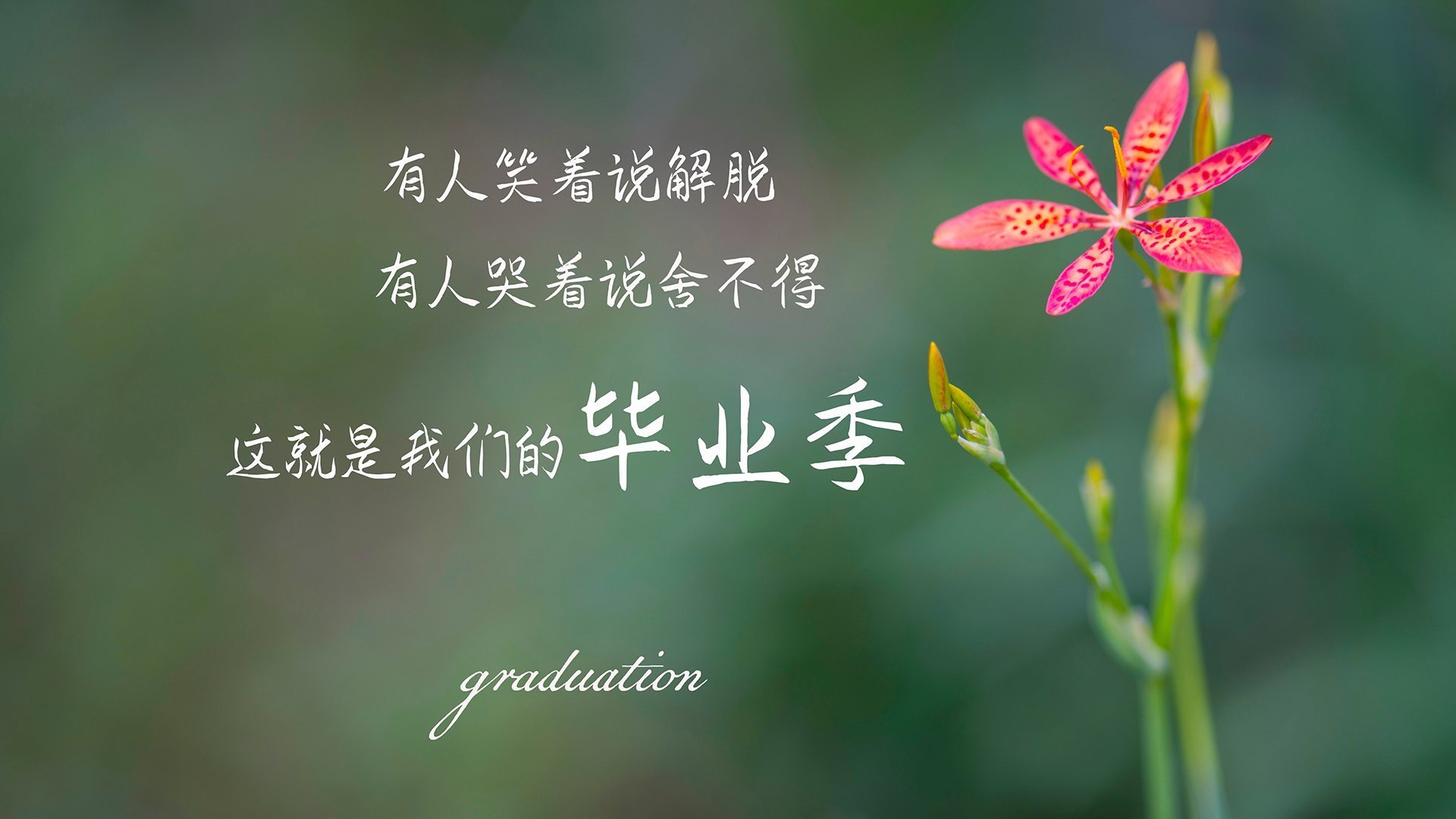 荷兰队在欧洲预选赛中表现亮眼,稳步晋级